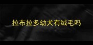 拉布拉多幼犬有绒毛吗