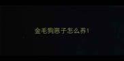 金毛狗崽子怎么养