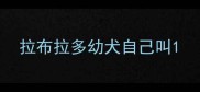 拉布拉多幼犬自己叫