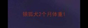 银狐犬2个月体重
