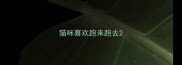 猫咪喜欢跑来跑去