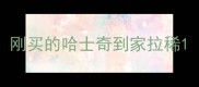 刚买的哈士奇到家拉稀