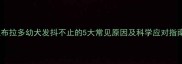 拉布拉多幼犬发抖不止的5大常见原因及科学应对指南
