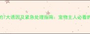 狗狗嘴边肿胀的7大诱因及紧急处理指南宠物主人必看的专业应对方案