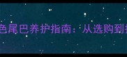 纯种哈士奇白色尾巴养护指南从选购到护理全攻略