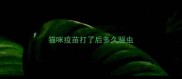 猫咪疫苗打了后多久驱虫