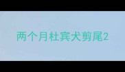 两个月杜宾犬剪尾