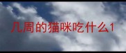 几周的猫咪吃什么