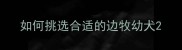 如何挑选合适的边牧幼犬
