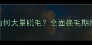 萨摩耶八个月为何大量脱毛全面换毛期护理与应对措施