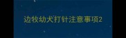边牧幼犬打针注意事项