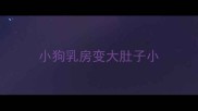 小狗乳房变大肚子小