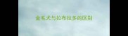 金毛犬与拉布拉多的区别