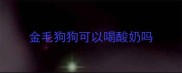金毛狗狗可以喝酸奶吗