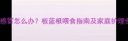 哈士奇感冒怎么办板蓝根喂食指南及家庭护理全攻略