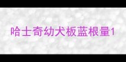 哈士奇幼犬板蓝根量