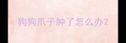 狗狗爪子肿了怎么办