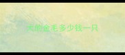 大的金毛多少钱一只