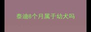 泰迪8个月属于幼犬吗