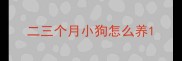 二三个月小狗怎么养