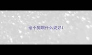 给小狗喂什么奶好