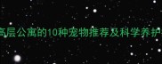 适合高层公寓的10种宠物推荐及科学养护指南