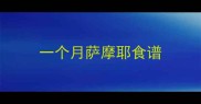 一个月萨摩耶食谱