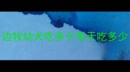 边牧幼犬吃多少每天吃多少