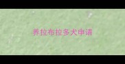 养拉布拉多犬申请