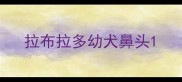 拉布拉多幼犬鼻头