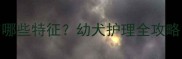 泰迪犬1个月大时有哪些特征幼犬护理全攻略附发育时间表