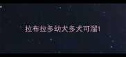 拉布拉多幼犬多犬可溜
