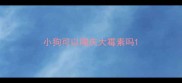 小狗可以喝庆大霉素吗