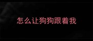 怎么让狗狗跟着我