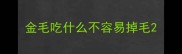 金毛吃什么不容易掉毛