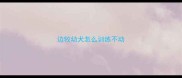 边牧幼犬怎么训练不动
