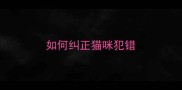 如何纠正猫咪犯错