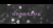 给狗狗剃毛的好处