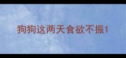 狗狗这两天食欲不振