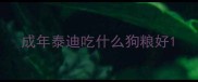 成年泰迪吃什么狗粮好