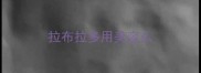 拉布拉多用美容么