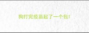狗打完疫苗起了一个包