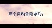 两个月狗骨骼变形