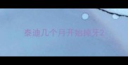 泰迪几个月开始掉牙