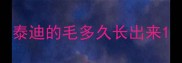 泰迪的毛多久长出来