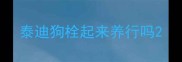 泰迪狗栓起来养行吗