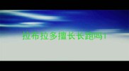 拉布拉多擅长长跑吗