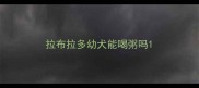 拉布拉多幼犬能喝粥吗
