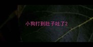 小狗打到肚子吐了