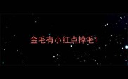 金毛有小红点掉毛